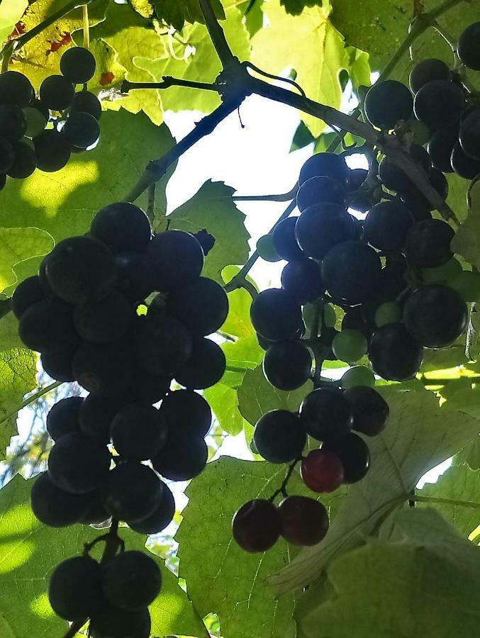 Guest House And Cellar Winery In Ortabatumi Batumi Georgia المظهر الخارجي الصورة