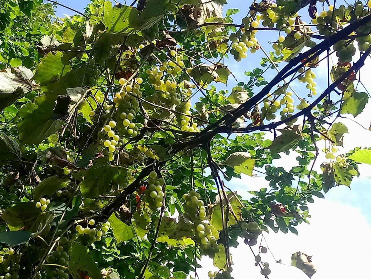 Guest House And Cellar Winery In Ortabatumi Batumi Georgia المظهر الخارجي الصورة